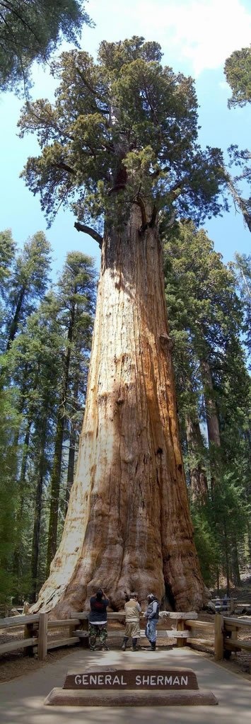 Photo:  'General Sherman' Sequoia
